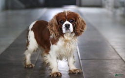 Cavalier King Charles Spaniel dogs for sale: Charlie - Image 8