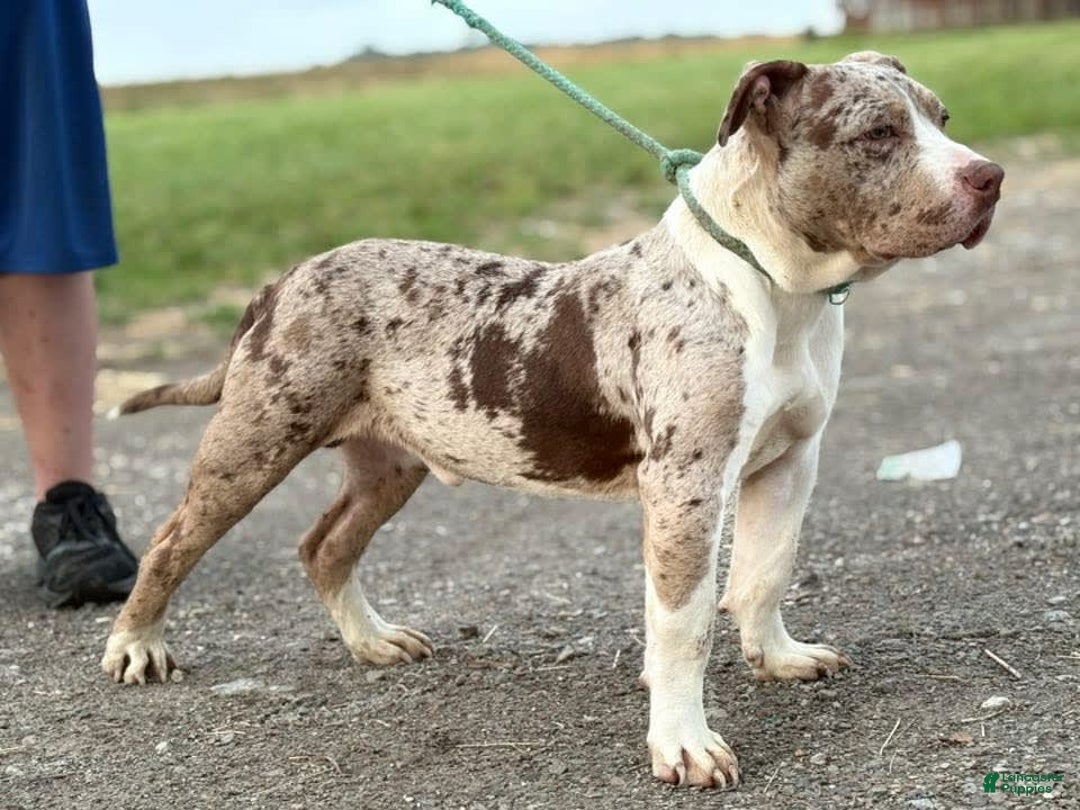 American Bully dogs for sale: Donnie Jay - Image 2