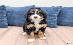 Mini Bernedoodle dogs for sale: Hazel - Image 7