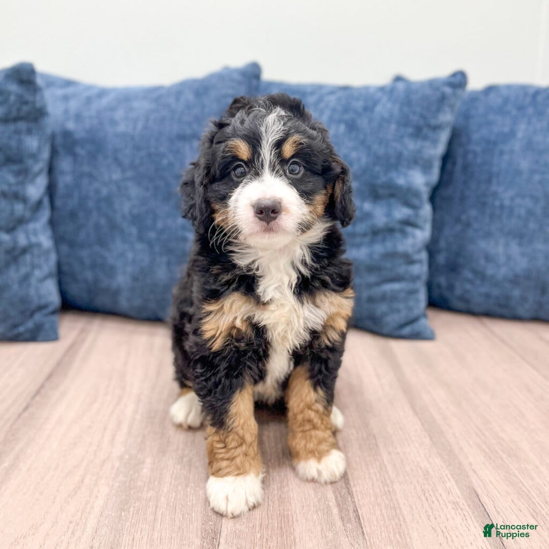 Mini Bernedoodle dogs for sale: Hazel - Image 7