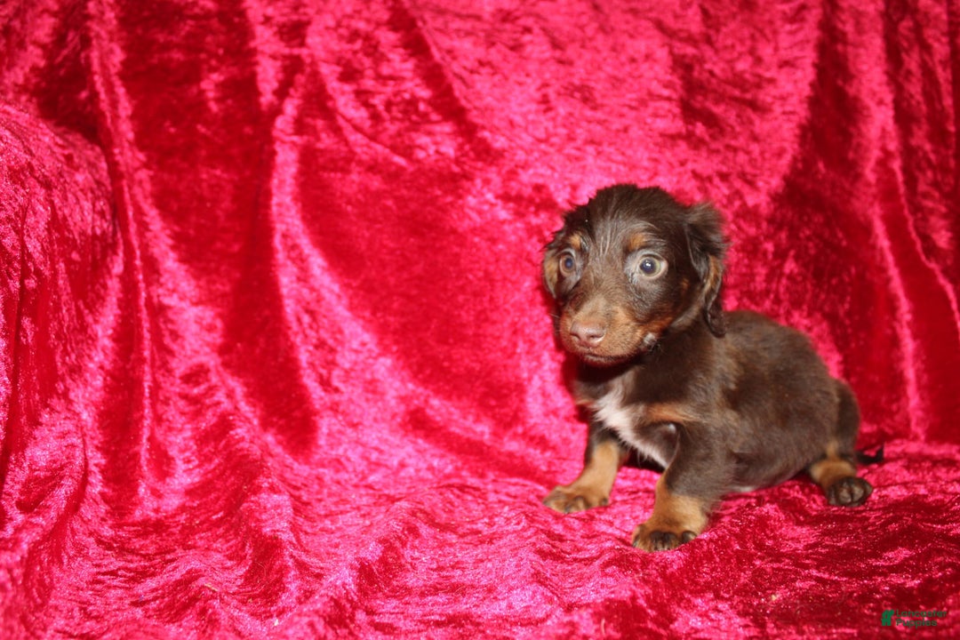 Dachshund dogs for sale: Austin Mini - Image 6