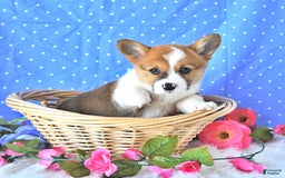 Welsh Corgi Pembroke dogs for sale: Patsy - Image 14