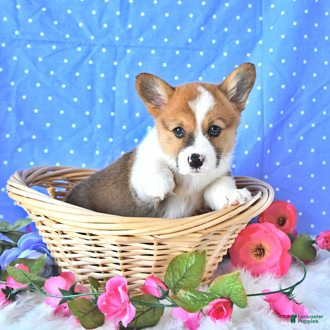 Welsh Corgi Pembroke dogs for sale: Patsy - Image 14