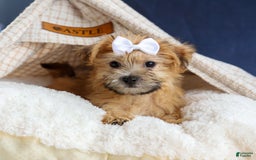 Yochon dogs for sale: Titus - Image 8