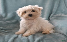 Maltese dogs for sale: Stardust - Image 7
