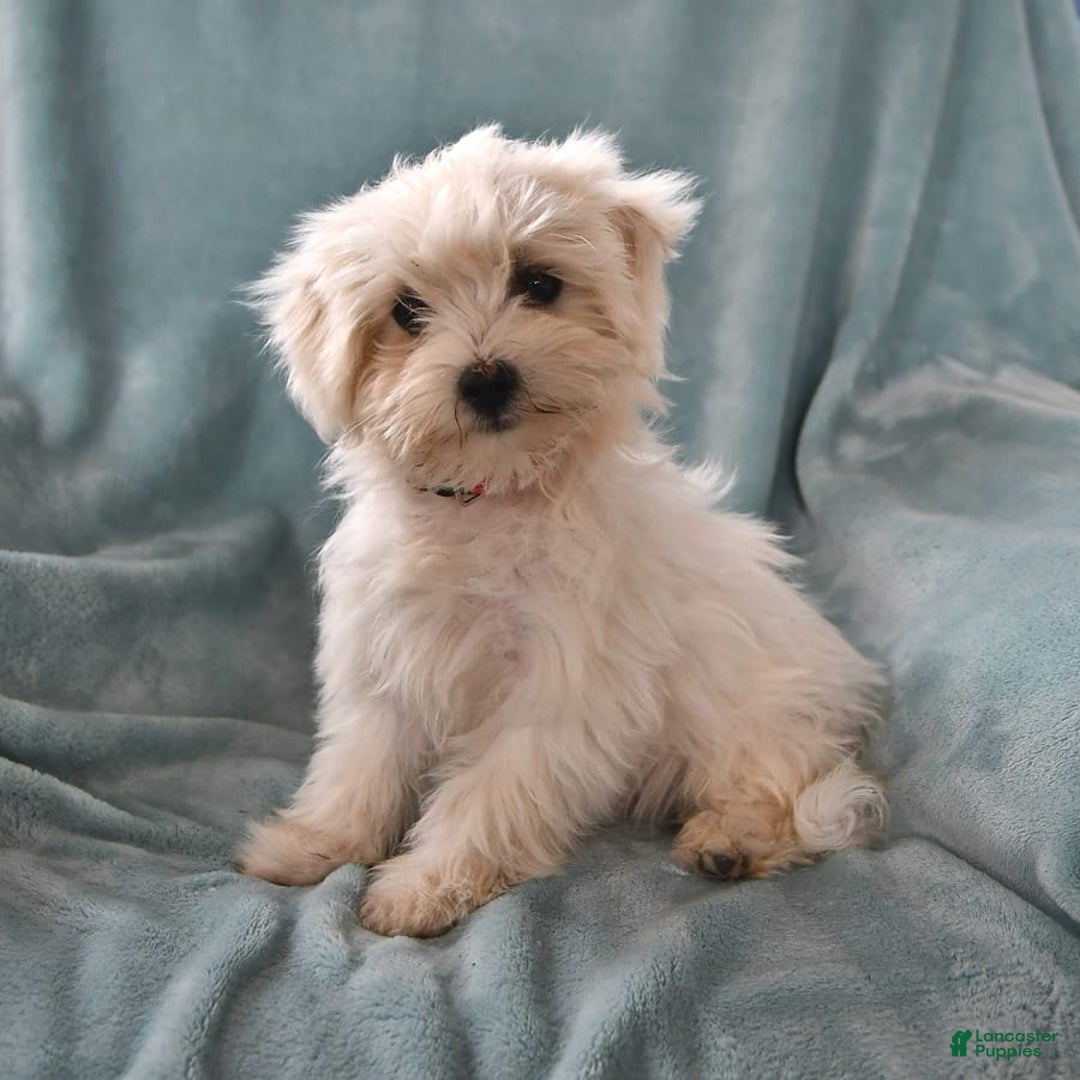 Maltese dogs for sale: Stardust - Image 7