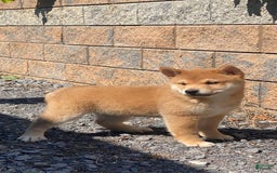 Shiba Inu dogs for sale: Ivy - Image 4
