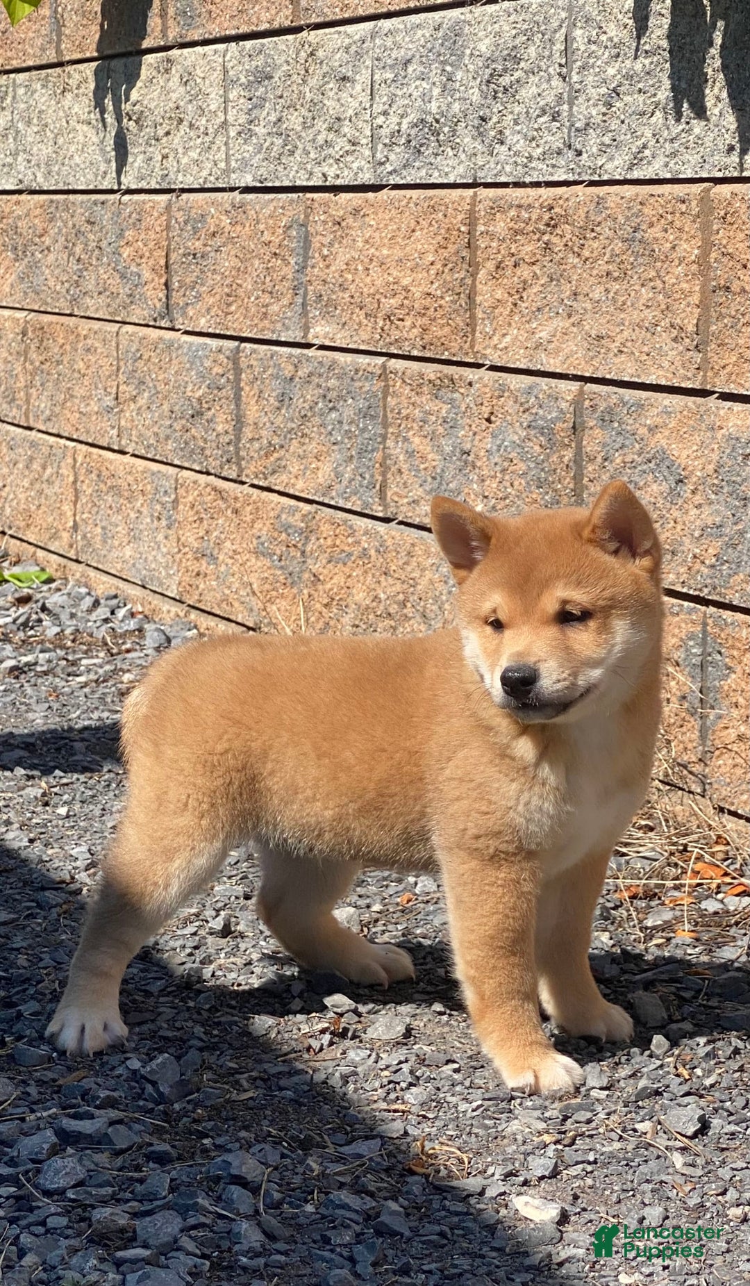 Shiba Inu dogs for sale: Ivy - Image 4