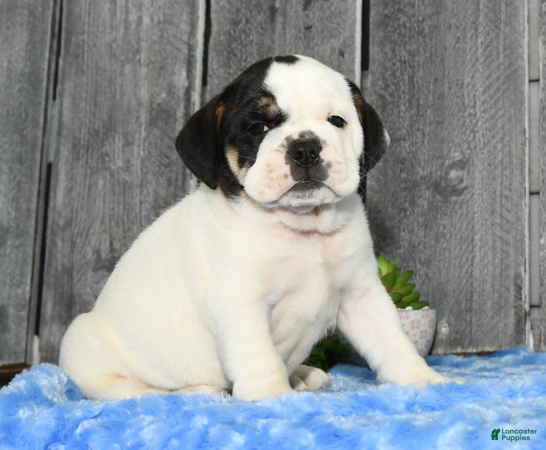 Beabull dogs for sale: Iris - Image 2