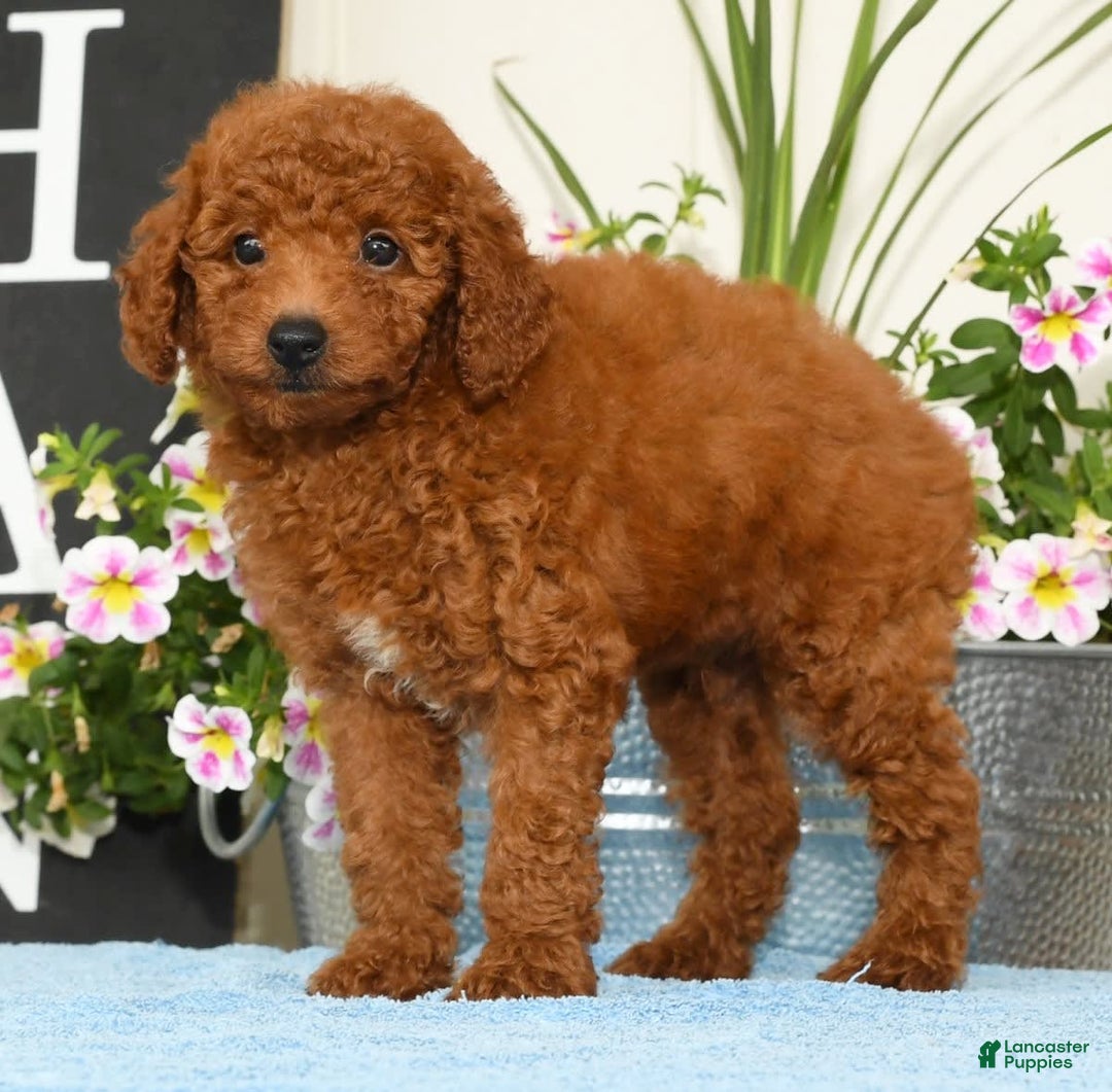 Miniature Poodle dogs for sale: Roscoe - Image 2