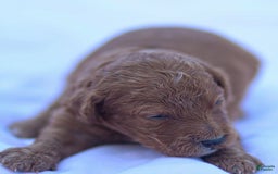 Goldendoodle dogs for sale: Oliver - Image 4