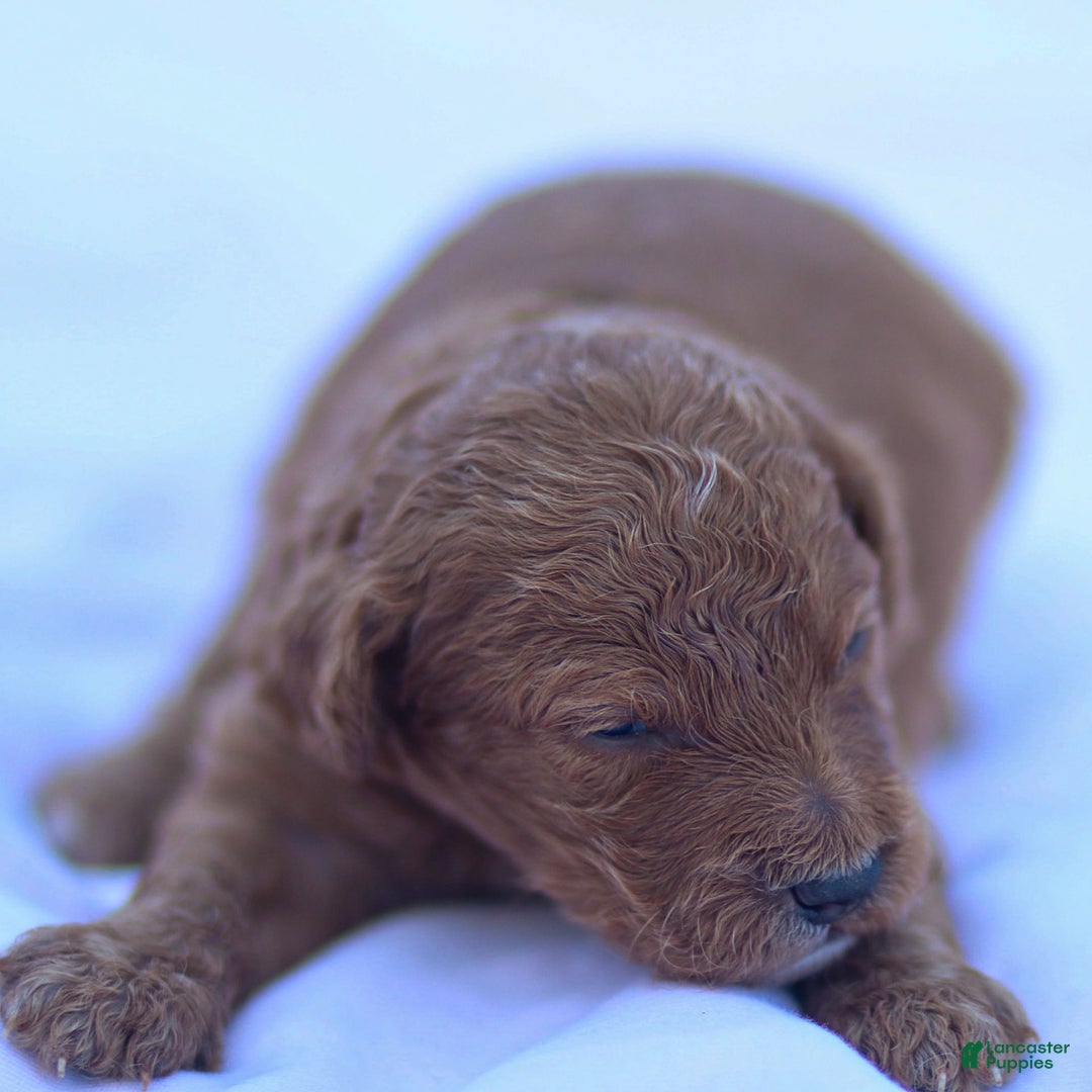 Goldendoodle dogs for sale: Oliver - Image 4