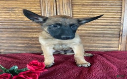 Belgian Malinois dogs for sale: Denny - Image 2