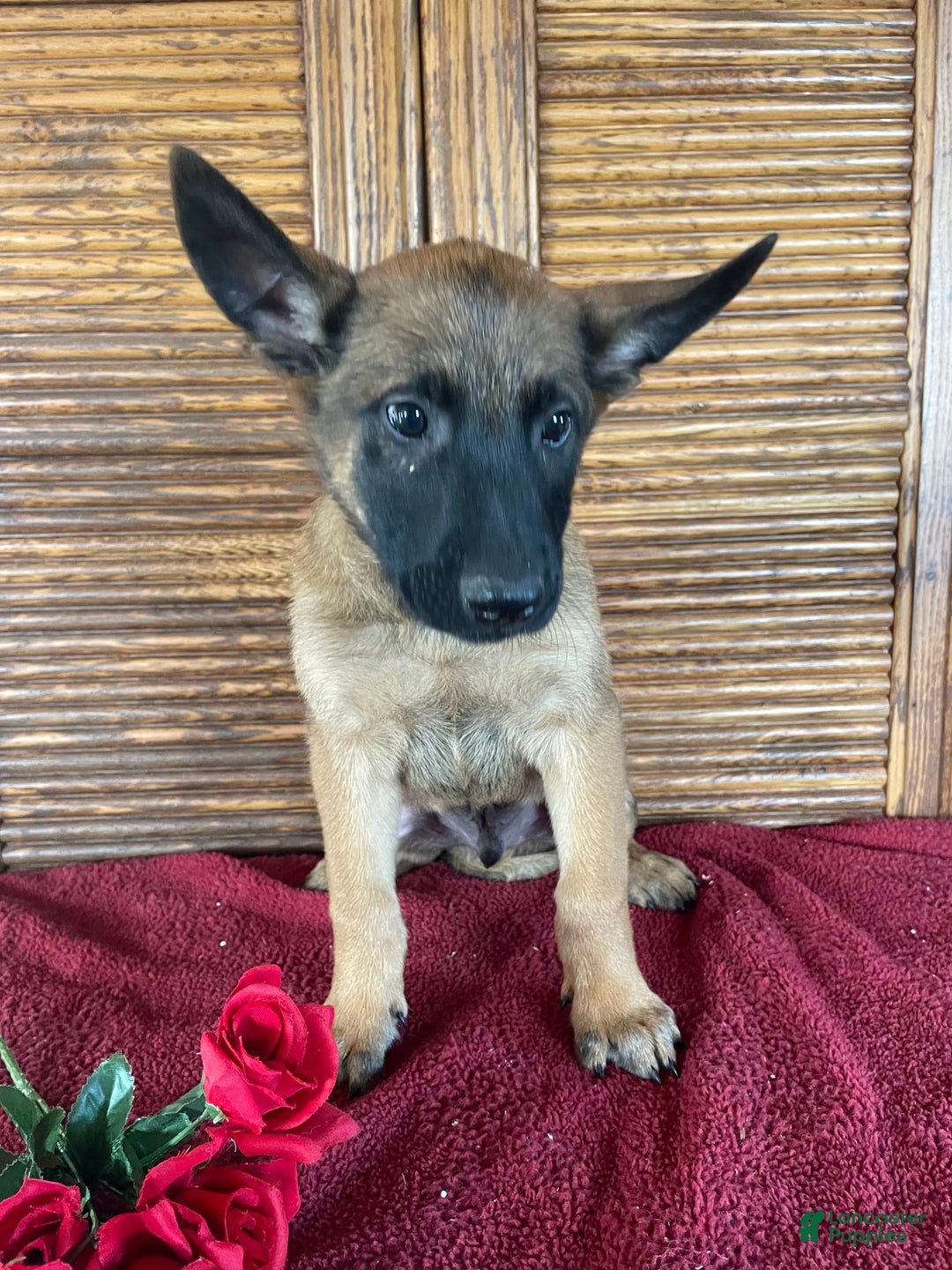 Belgian Malinois dogs for sale: Denny - Image 2