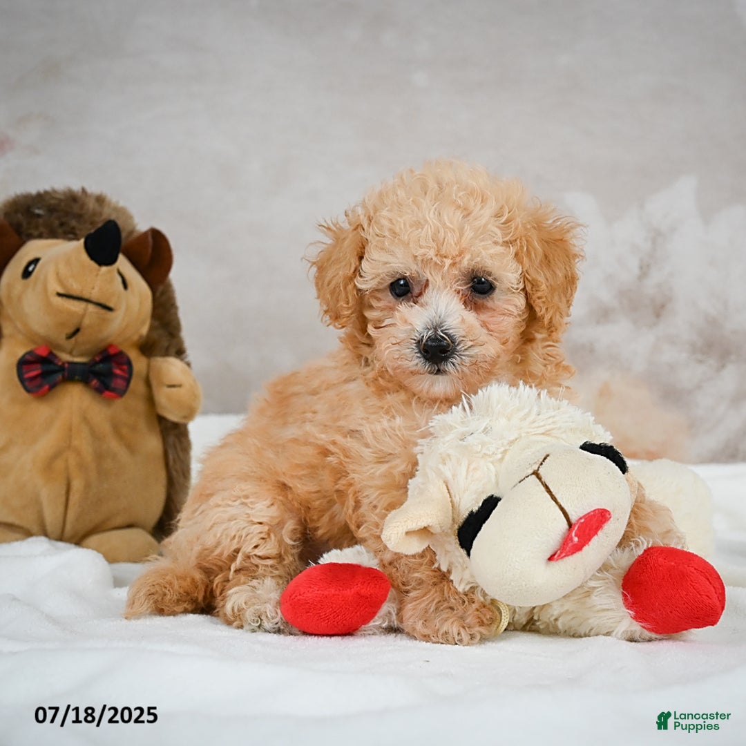 Bichpoo dogs for sale: Dixie - Image 4