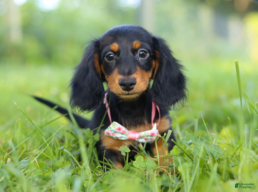 Miniature Dachshund dogs for sale: Joy - Image 7