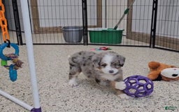 Mini Bernedoodle dogs for sale: Larkspur Mini - Image 4