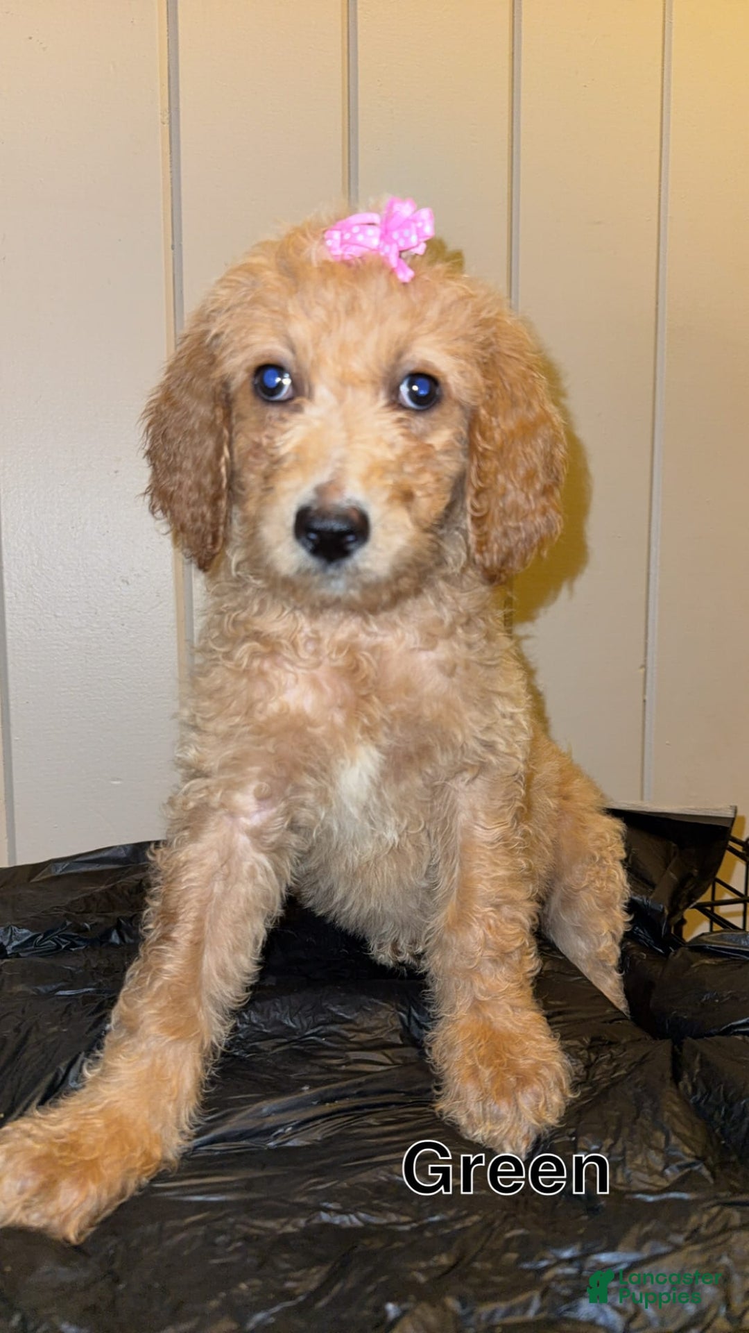 Goldendoodle dogs for sale: Green - Image 1