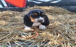 Basset Hound dogs for sale: Charlie - Image 5