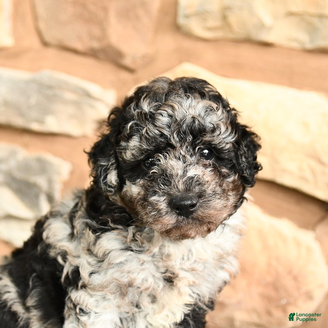 Miniature Poodle dogs for sale: Sparkey - Image 5