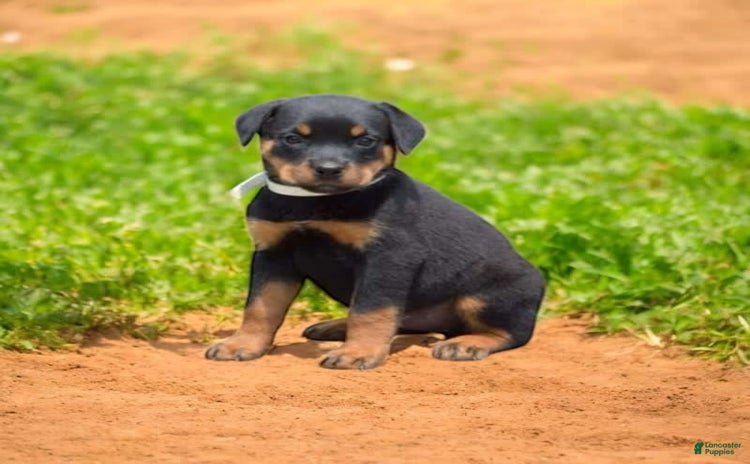 Rottweiler dogs - Advert 31
