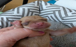 Chihuahua dogs for sale: Xavier - Image 1