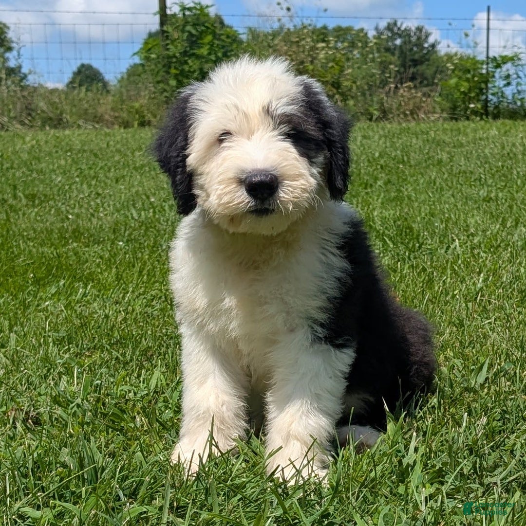 Old English Sheepdog dogs for sale: Floofy - Image 14