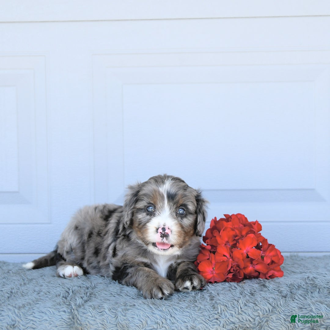 Miniature Bernese Mountain Dog dogs for sale: Sunflower - Image 3