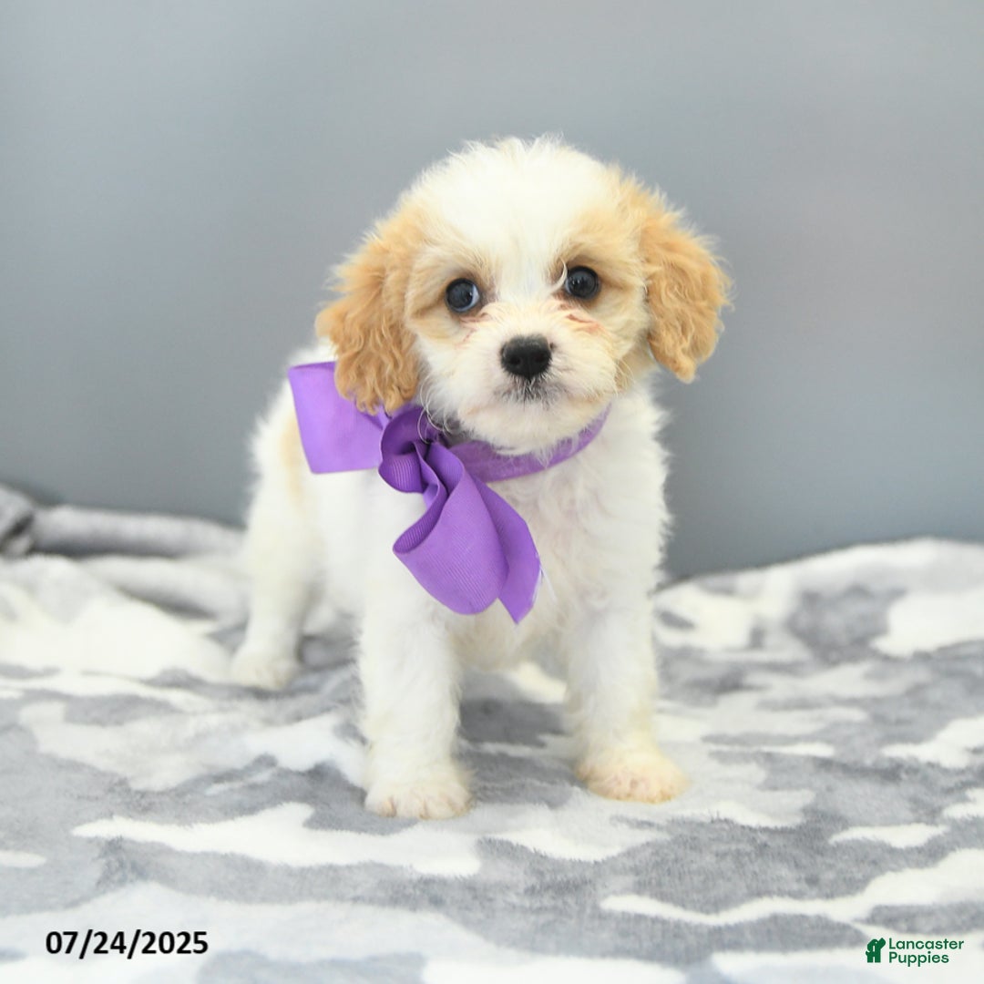 Cavapoo dogs for sale: Sugar - Image 1
