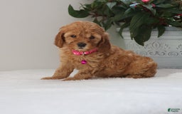Cavapoo dogs for sale: Crystal - Image 2