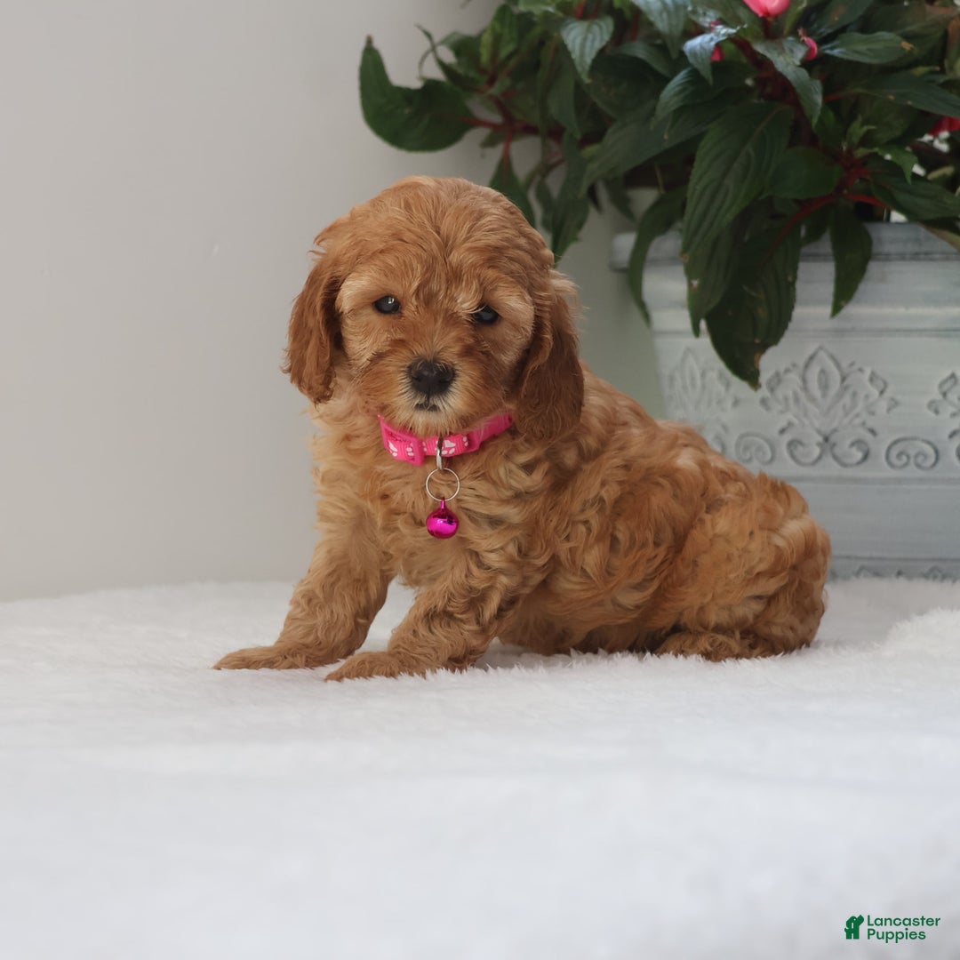 Cavapoo dogs for sale: Crystal - Image 2