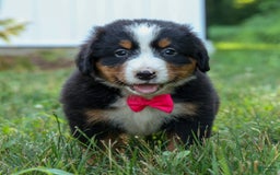 Bernese Mountain Dog dogs for sale: Sweetheart - Image 22