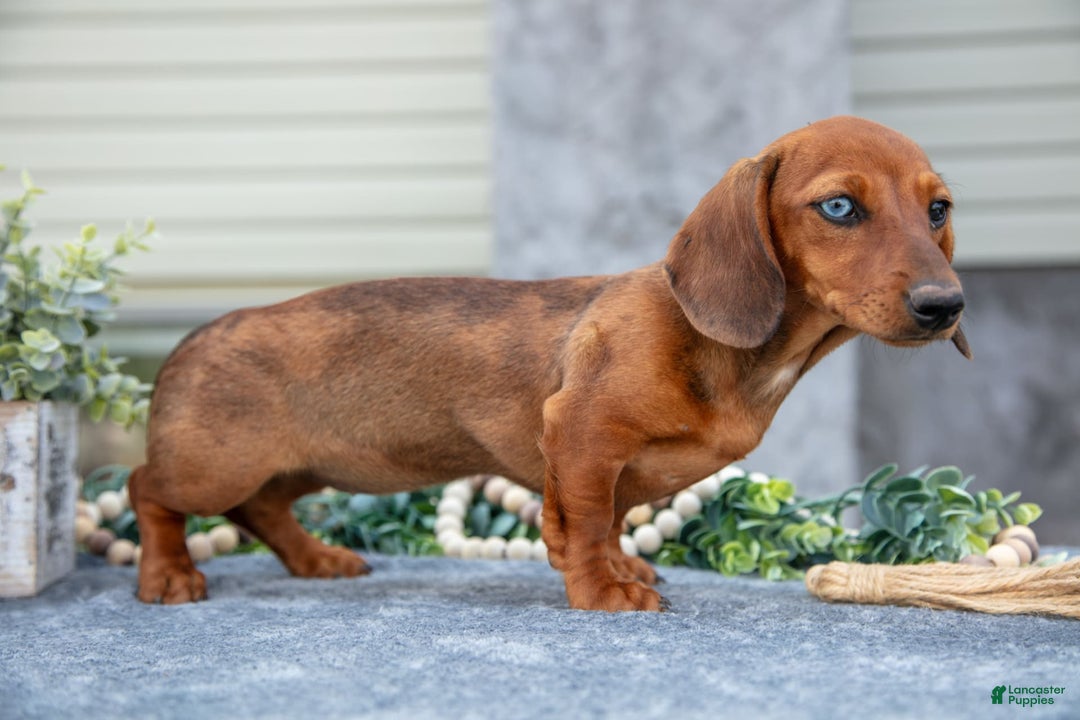 Miniature Dachshund dogs for sale: Garnet - Image 2