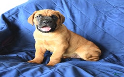 Cane Corso dogs for sale: Reeses - Image 10
