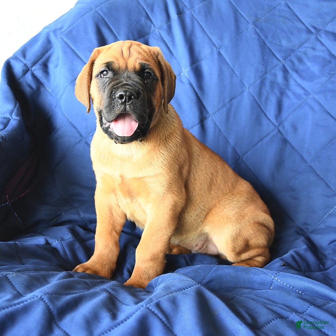 Cane Corso dogs for sale: Reeses - Image 10