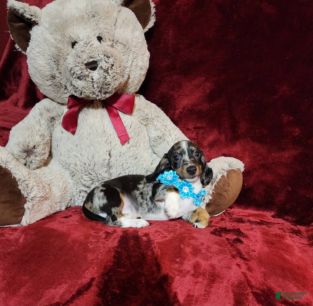 Miniature Dachshund dogs for sale: REMY - Image 9