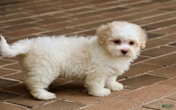 Shihpoo dogs for sale: Lola - Image 6