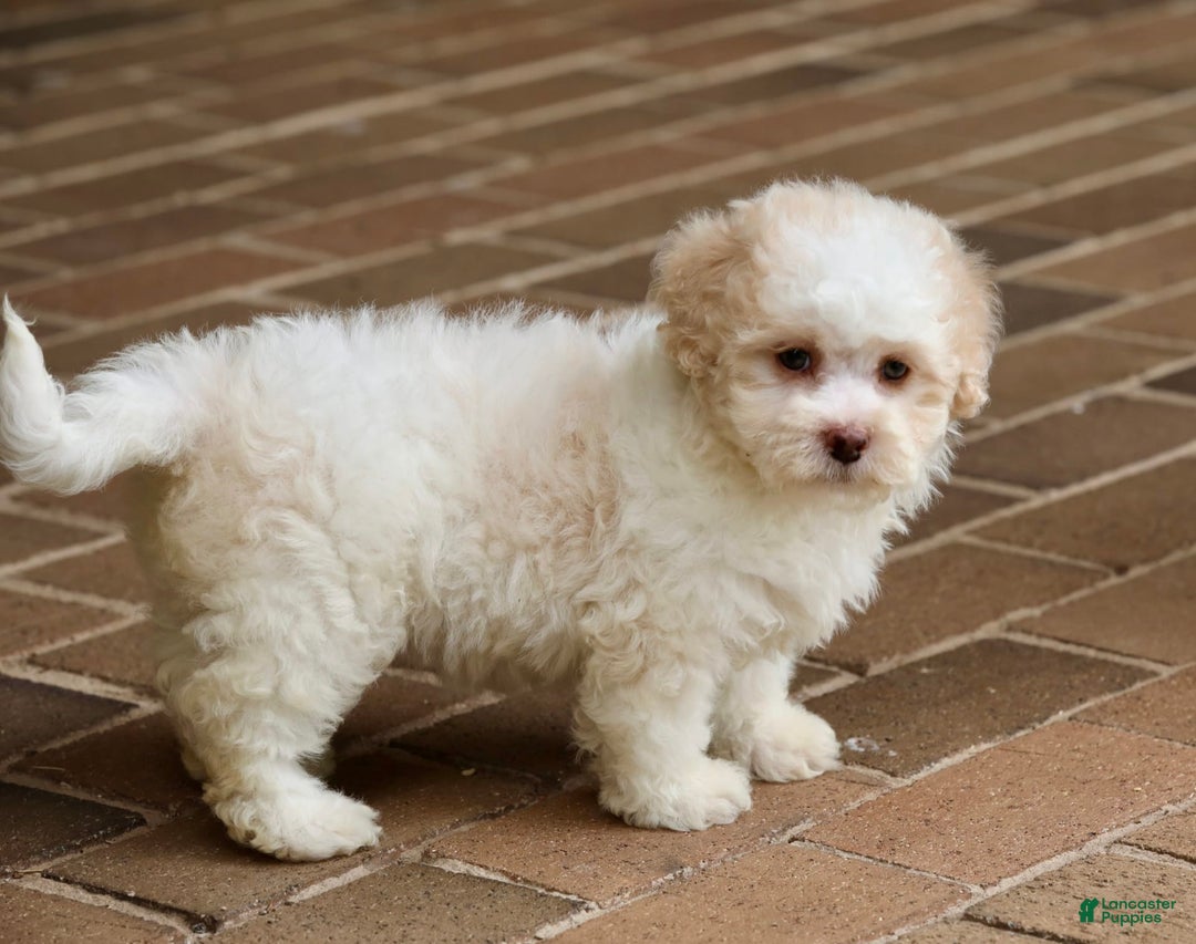 Shihpoo dogs for sale: Lola - Image 6