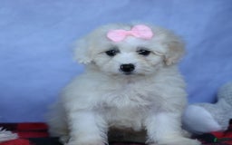 Shihpoo dogs for sale: Callie - Image 5