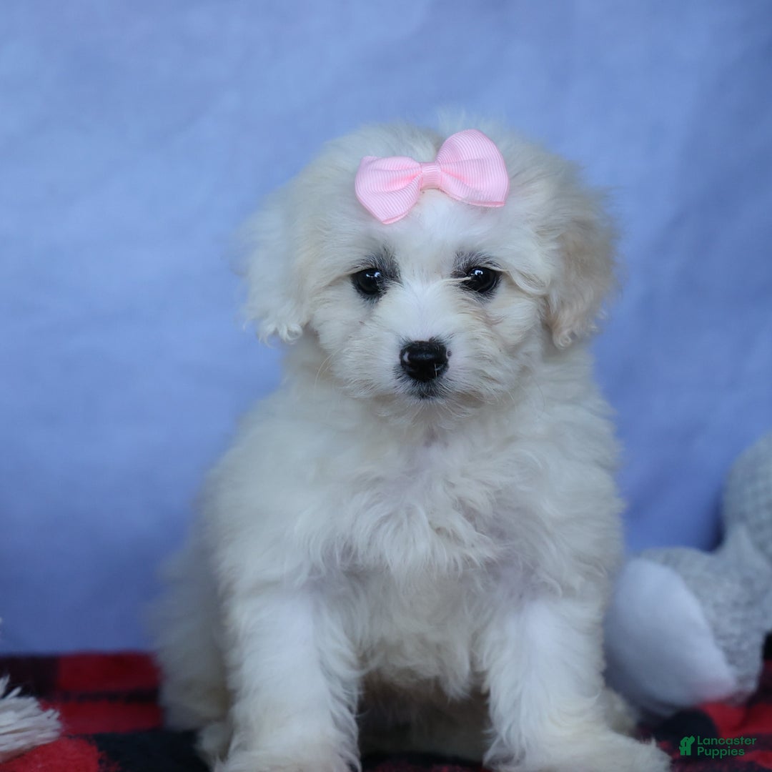Shihpoo dogs for sale: Callie - Image 5