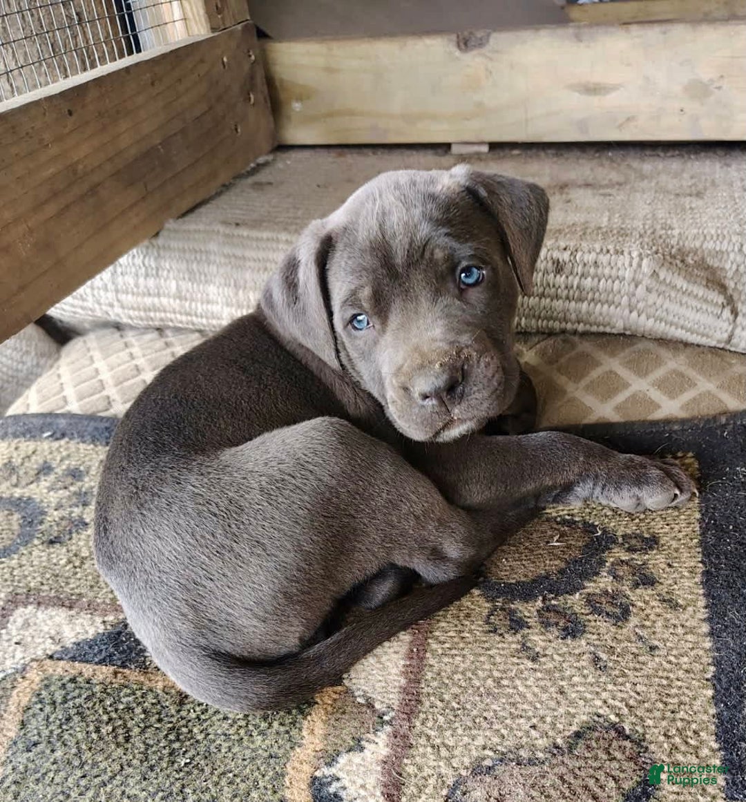 Cane Corso dogs for sale: Delia - Image 2