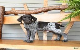 German Shorthaired Pointer dogs for sale: Briar - Image 1