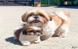 Shih Tzu dogs for sale: Shina - Image 4
