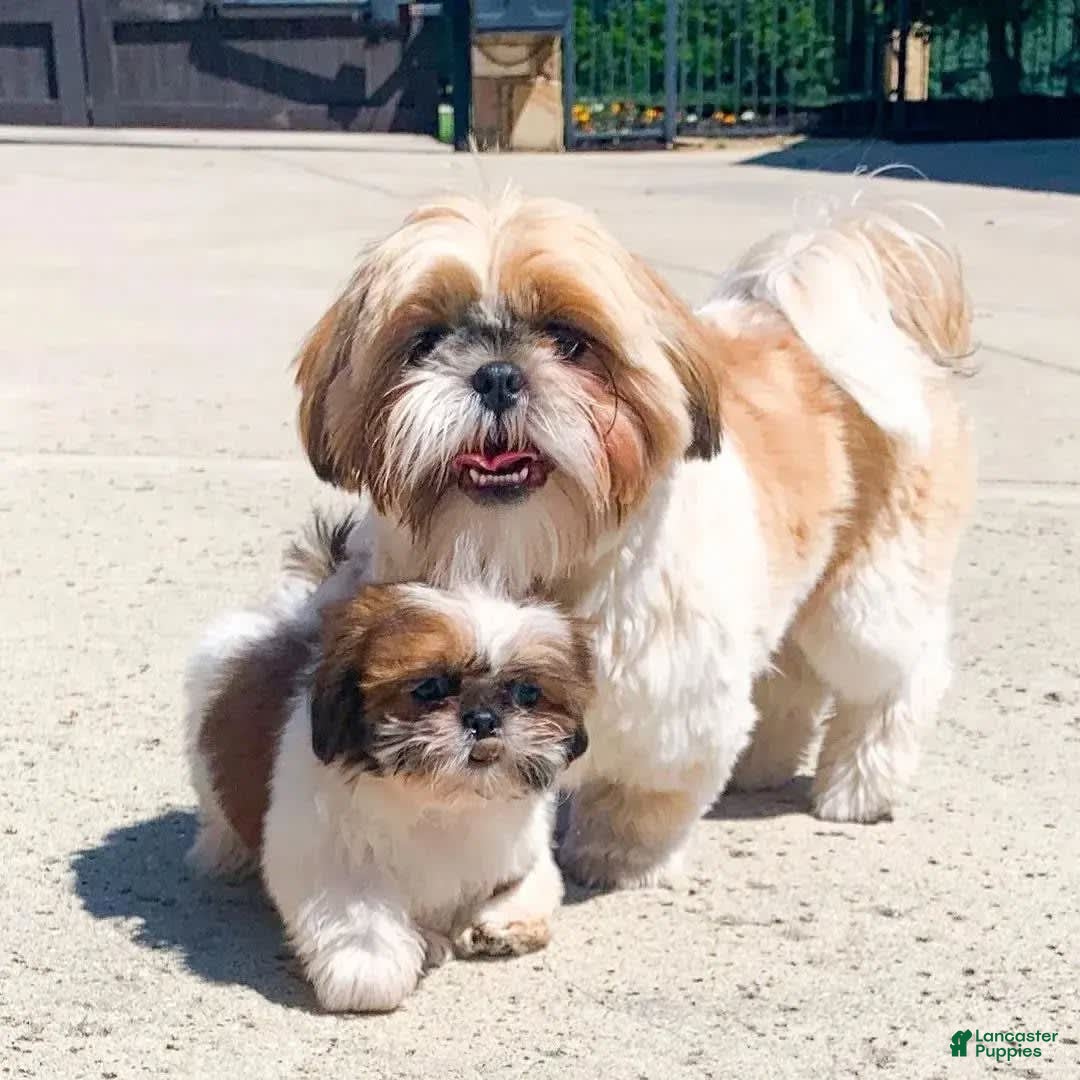 Shih Tzu dogs for sale: Shina - Image 4
