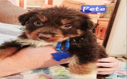 Australian Shepherd dogs for sale: Laura - Image 1