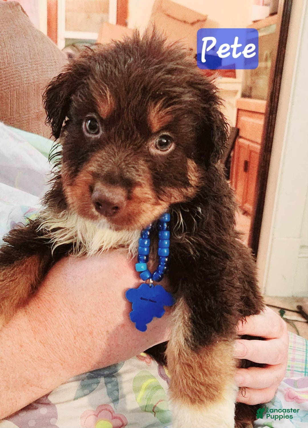 Australian Shepherd dogs for sale: Laura - Image 1
