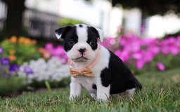 Boston Terrier dogs for sale: Sheila - Image 6