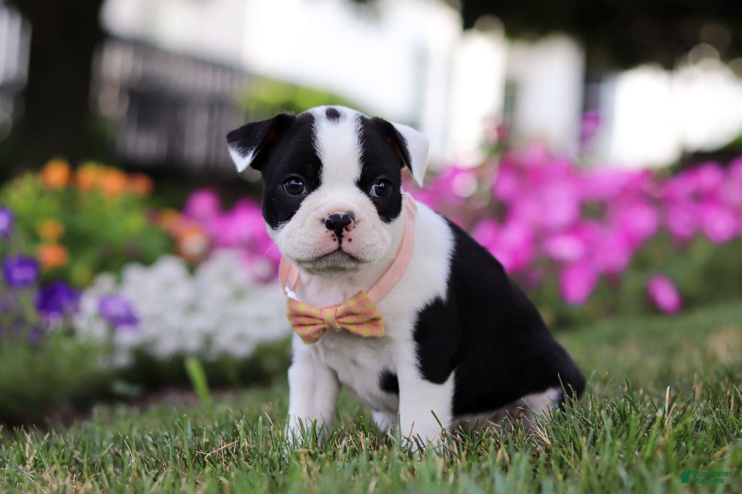 Boston Terrier dogs for sale: Sheila - Image 6