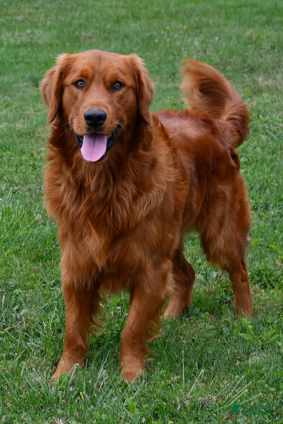 Golden Retriever dogs for sale: Robyn - Image 4