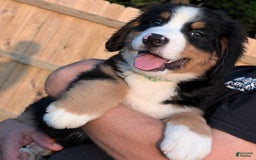 Bernese Mountain Dog dogs for sale: Winnie - Image 2
